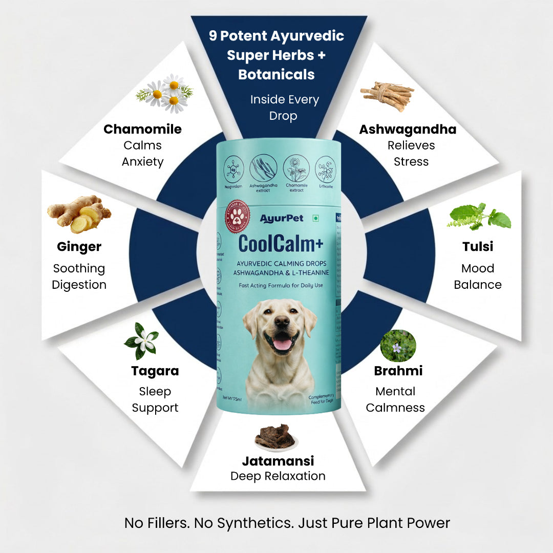 AyurPet CoolCalm+ | Calming & Behavioral Support for Dogs