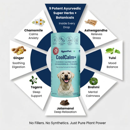 AyurPet CoolCalm+ | Calming & Behavioral Support for Dogs