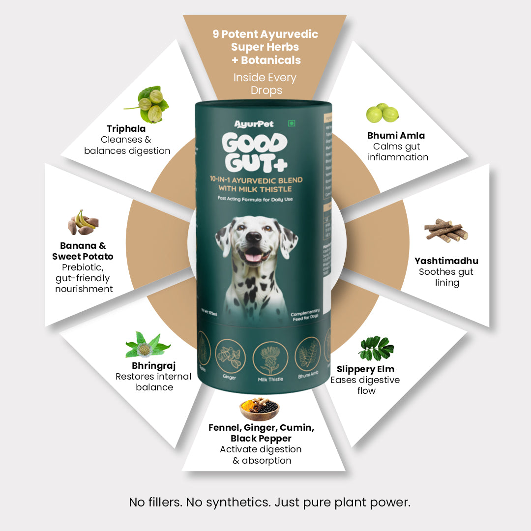 AyurPet GoodGut+ | Digestive Enzyme Drops for Dogs