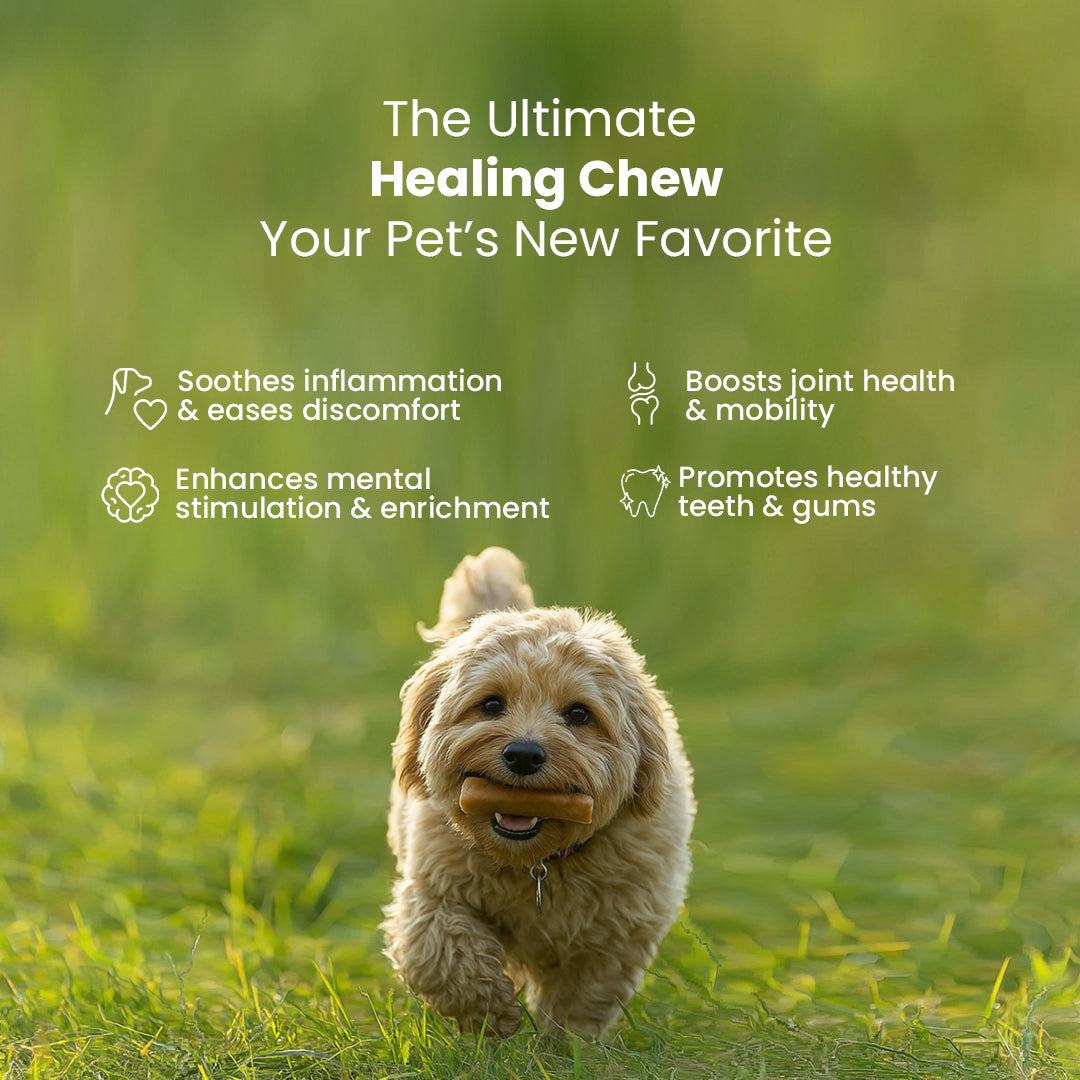 AyurPet Healing Turmeric Yak Cheese Chews | 6-Hour Long Lasting Dental Chew | Natural, 100% Veg, Protein-Rich
