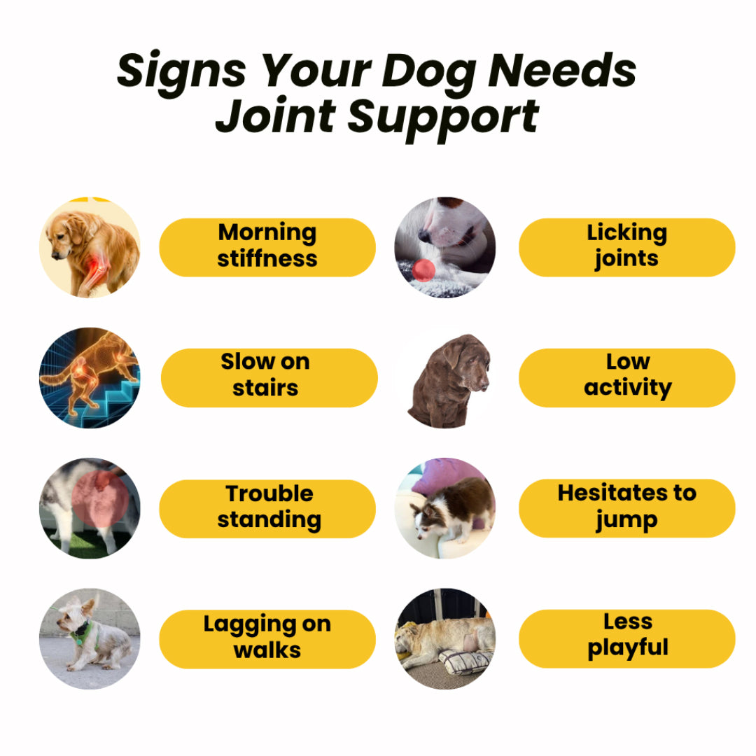 AyurPet Hip-O-Joint | Joint and Mobility Support