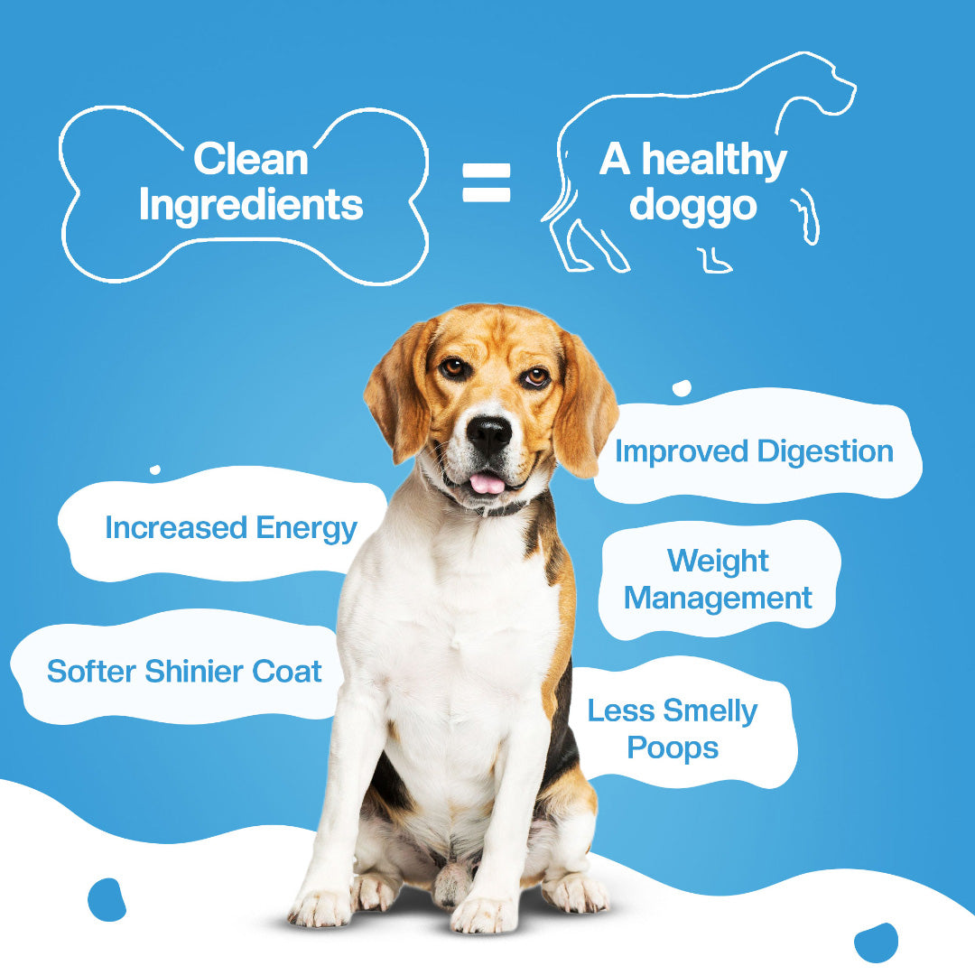 BLEP Chicken Broccoli Dog Wet Food | 100g | 7 Pack