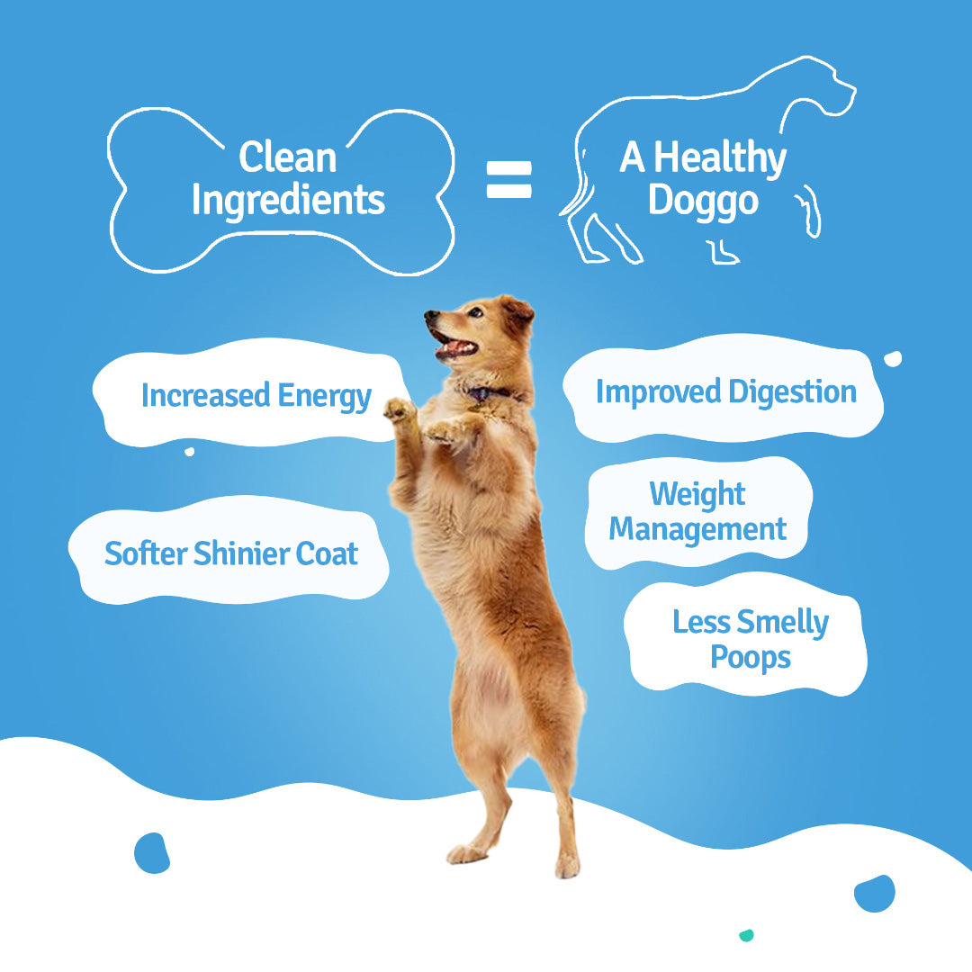 BLEP All recipes Dog Wet Trial Food | 100gm | 6 Pack