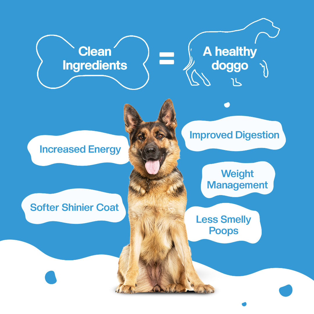 BLEP Lamb Blueberry Dog Wet Food Trial Pack | 100gm | 7 Pack