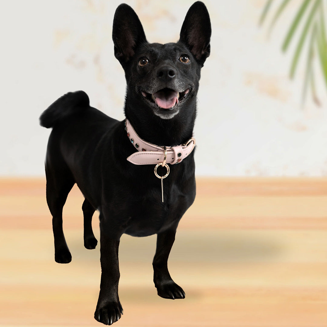 Bruni Boi Blush Pink Leather Dog Collar