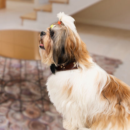 Bruni Boi Brown With Black Bow Leather Duke Collar