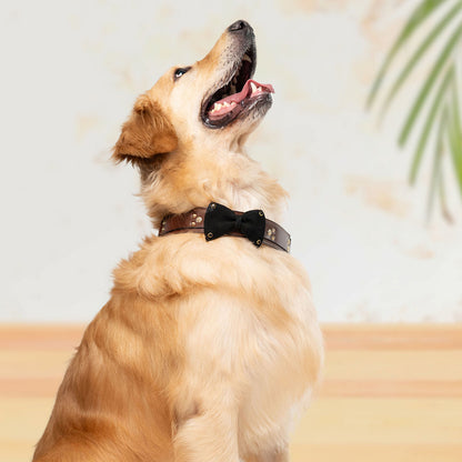 Bruni Boi Brown With Black Bow Leather Duke Collar