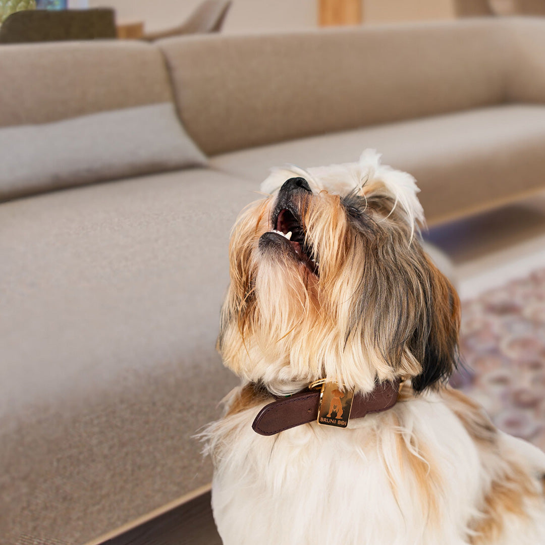 Bruni Boi Ember Dark Brown Leather Dog Collar