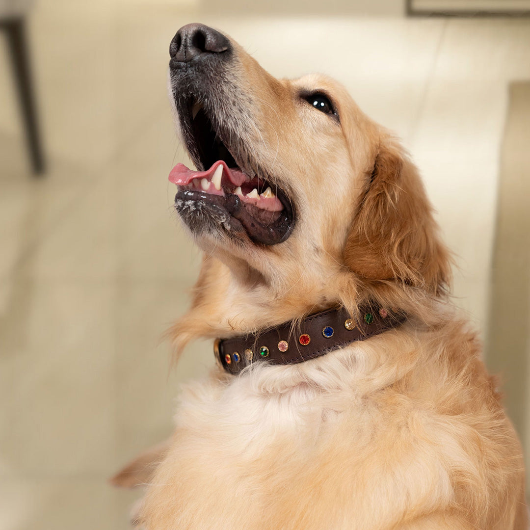 Bruni Boi Ember Dark Brown Leather Dog Collar