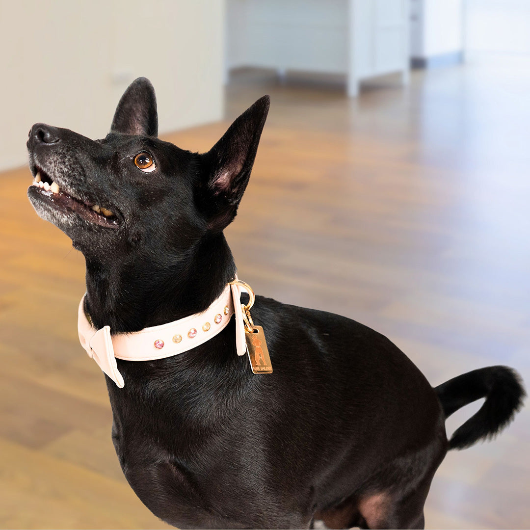 Bruni Boi Muse Nude Beige Leather Dog Collar