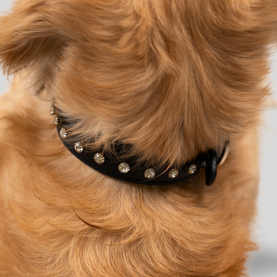 Bruni Boi Noir Black Leather Dog Collar