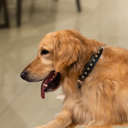 Bruni Boi Noir Black Leather Dog Collar