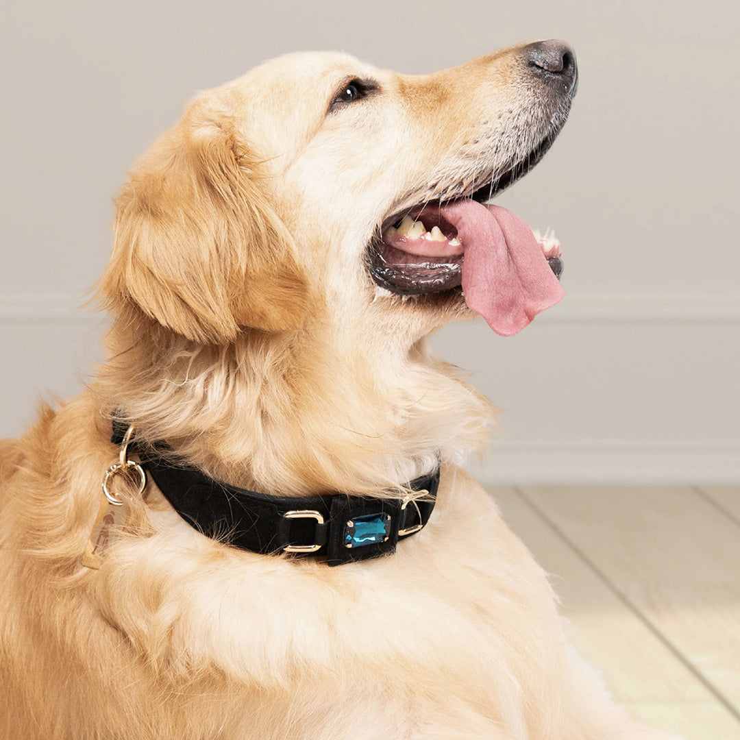 Bruni Boi Nova Black Suede Leather Dog Collar