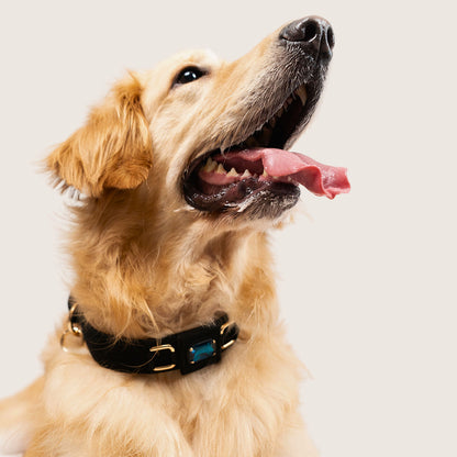 Bruni Boi Nova Black Suede Leather Dog Collar