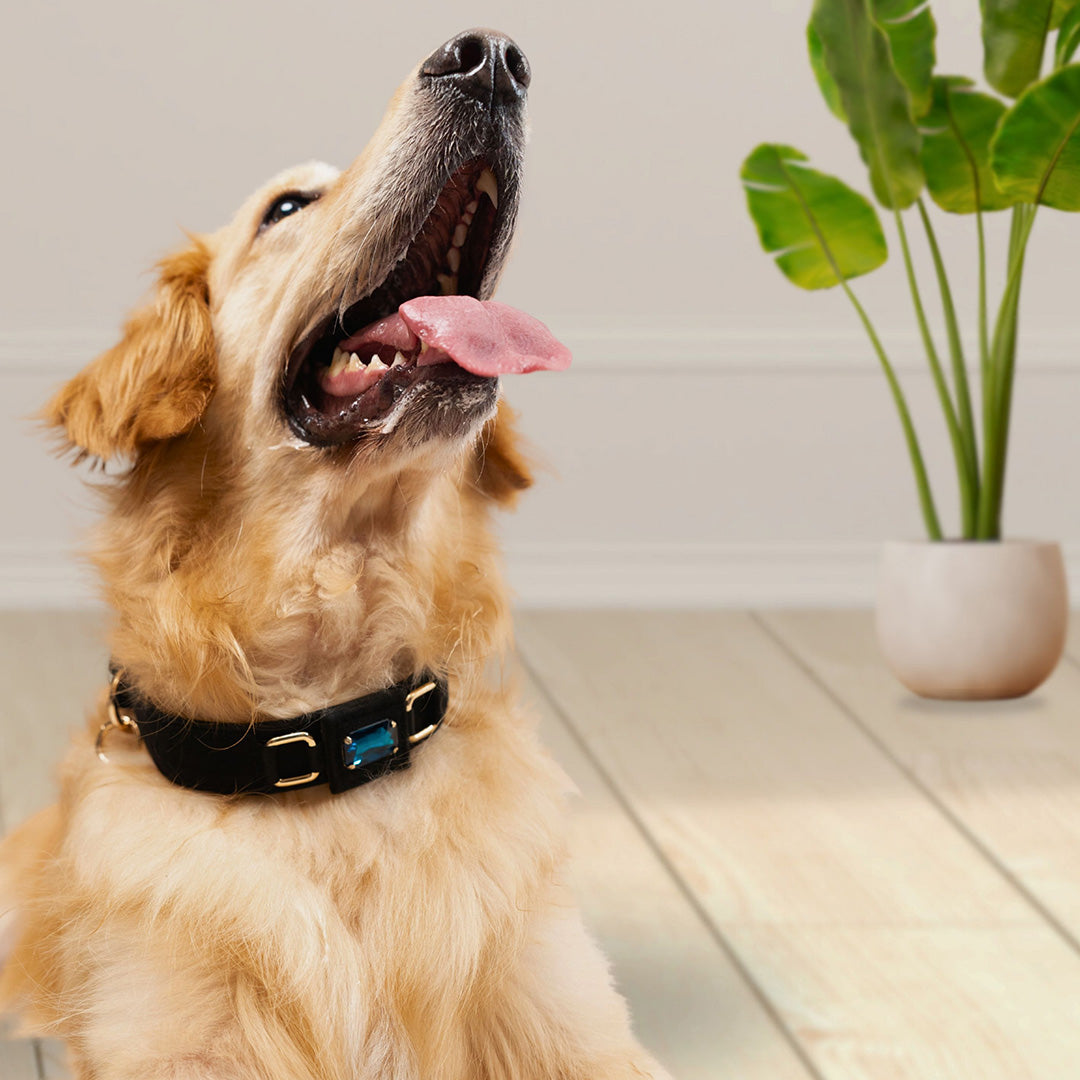 Bruni Boi Nova Black Suede Leather Dog Collar
