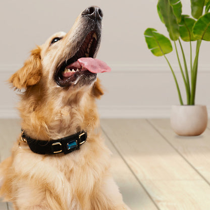 Bruni Boi Nova Black Suede Leather Dog Collar