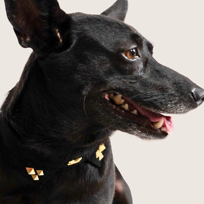 Bruni Boi Rebel Black Suede Leather Dog Collar