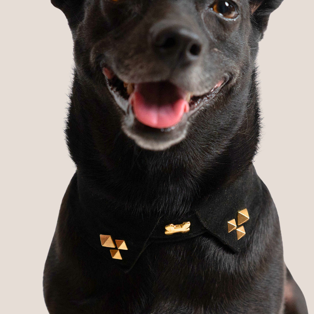 Bruni Boi Rebel Black Suede Leather Dog Collar