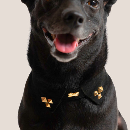 Bruni Boi Rebel Black Suede Leather Dog Collar