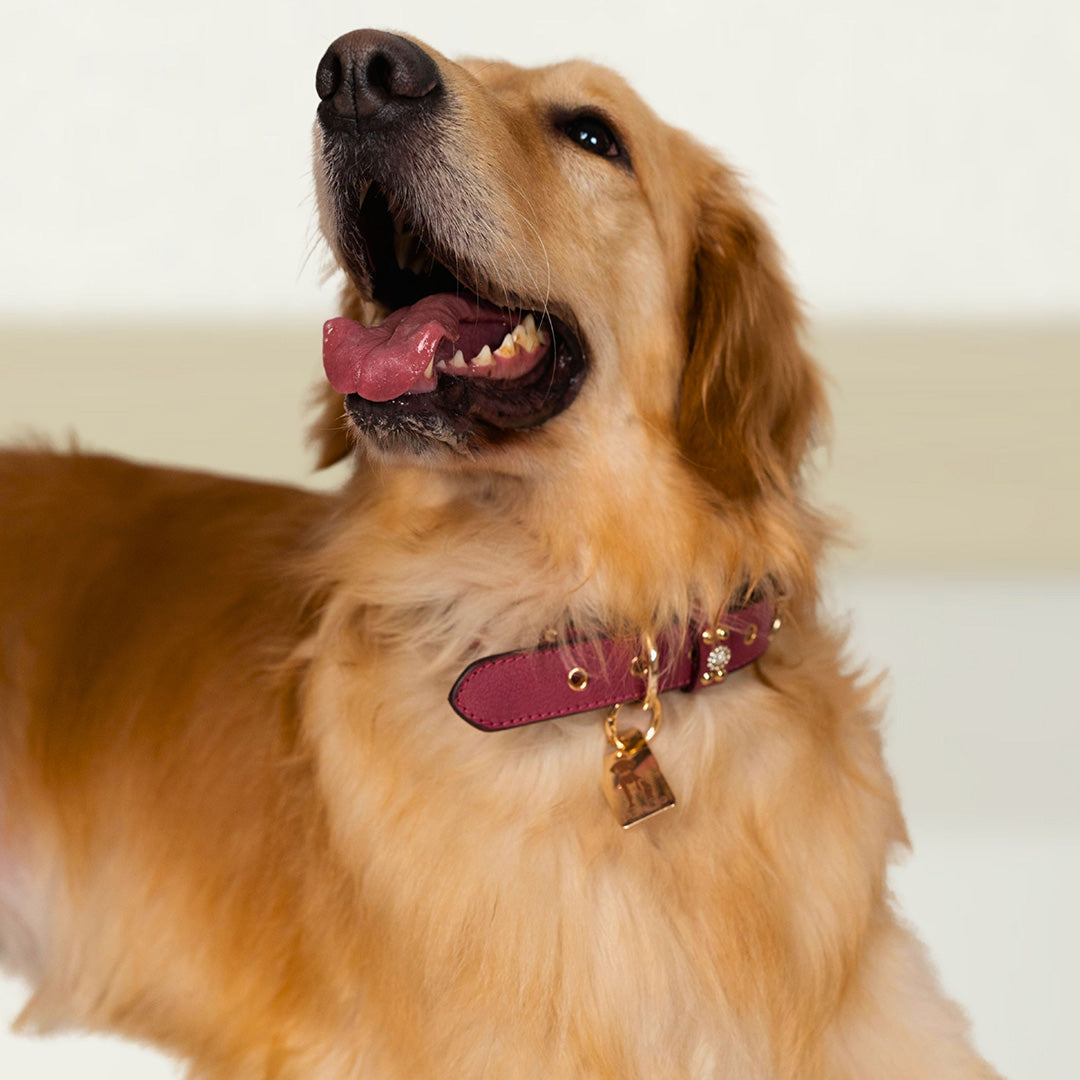 Bruni Boi Royale Fuchsia Pink Leather Dog Collar