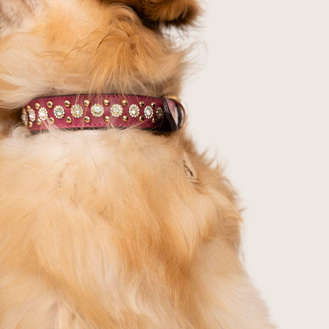 Bruni Boi Royale Fuchsia Pink Leather Dog Collar