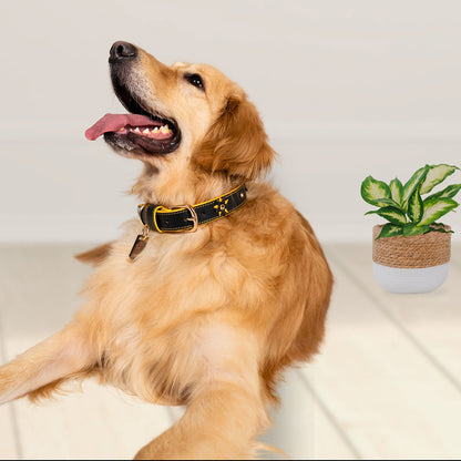 Bruni Boi Starstruck Black Leather Dog Collar