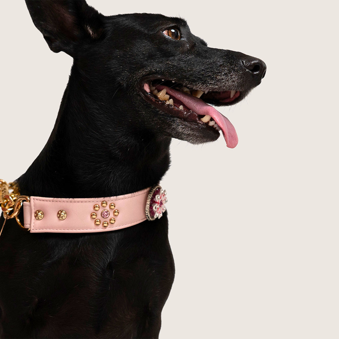 Bruni Boi Tiara Blush Pink Leather Dog Collar