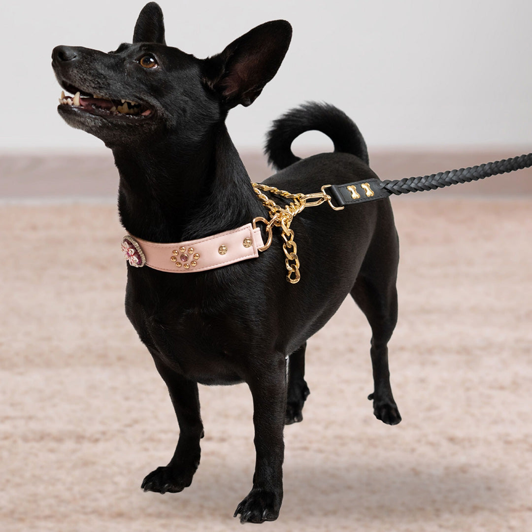 Bruni Boi Tiara Blush Pink Leather Dog Collar