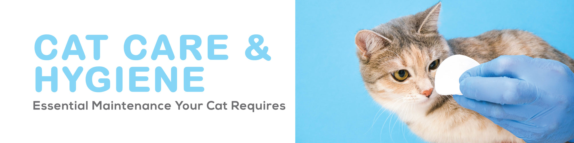 Cat Care & Hygiene