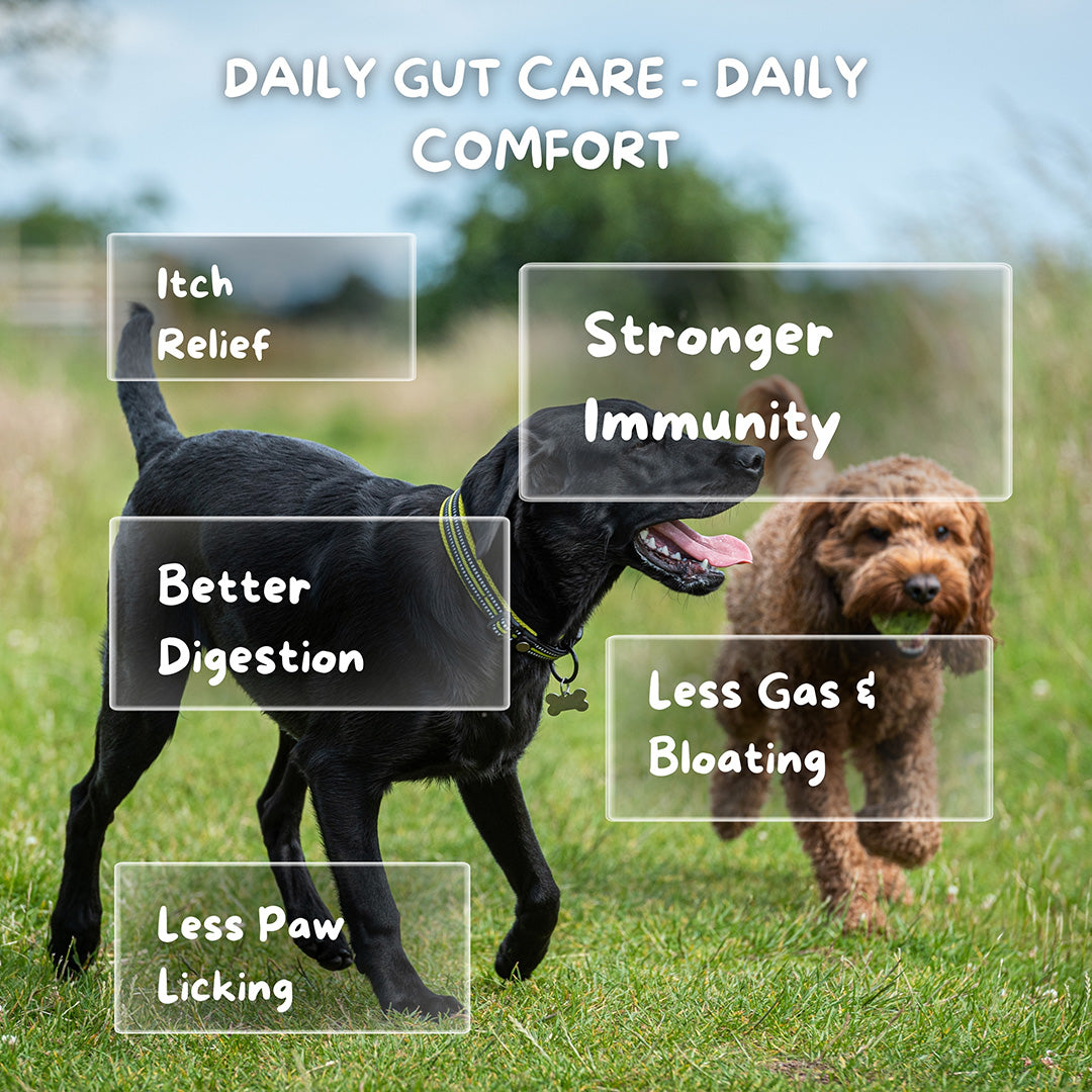 Cuddl 12-Strain Probiotic & Prebiotic Chews for Dogs with Natural Enzymes