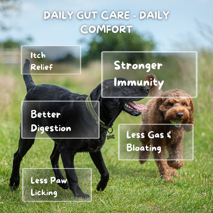 Cuddl 12-Strain Probiotic & Prebiotic Chews for Dogs with Natural Enzymes