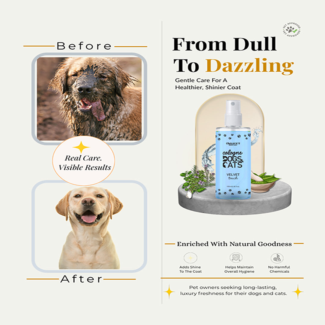 Chelsea's Velvet Splash Cologne for Dogs & Cats