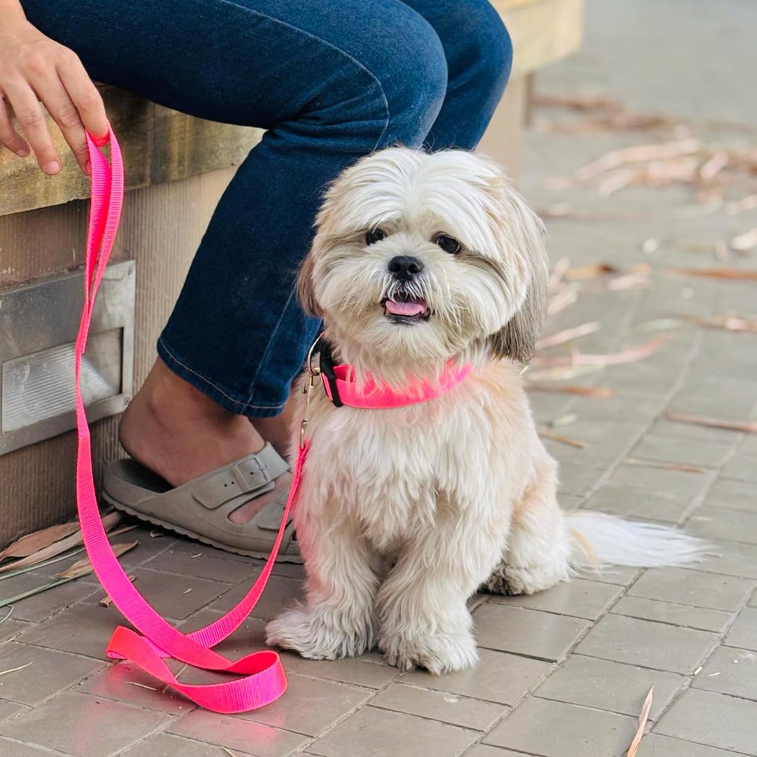 Bravo and Company Leash and Collar | Pink
