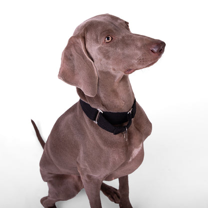 Let's Wag Martingale Fabric Dog Collar - Black