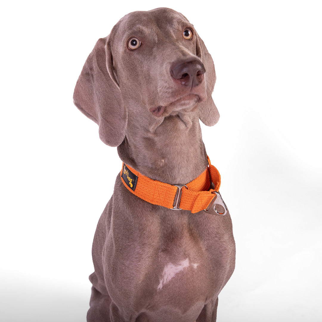 Let's Wag Martingale Fabric Dog Collar - Orange