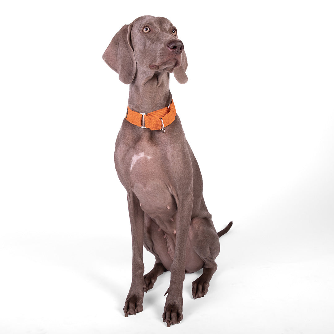Let's Wag Martingale Fabric Dog Collar - Orange