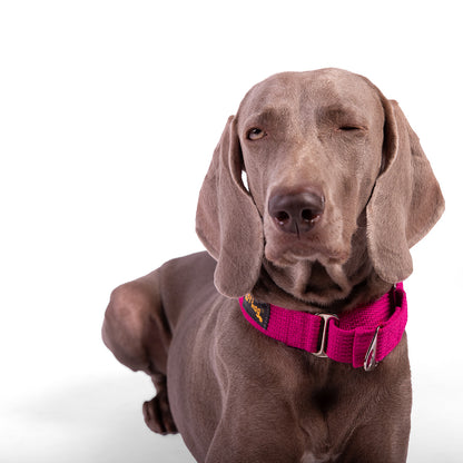 Let's Wag Martingale Fabric Dog Collar - Pink