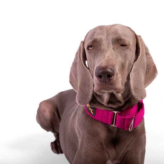 Let's Wag Martingale Fabric Dog Collar - Pink