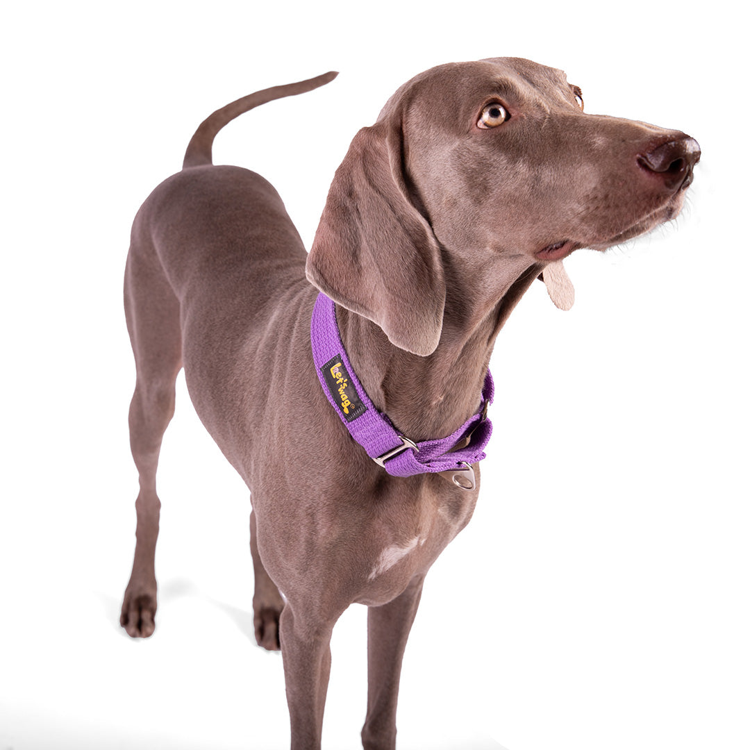 Let's Wag Martingale Fabric Dog Collar - Purple