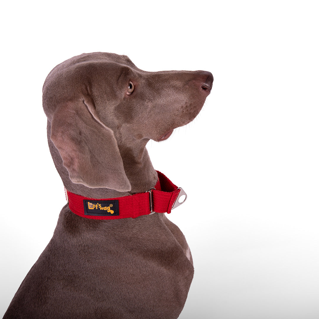Let's Wag Martingale Fabric Dog Collar - Red
