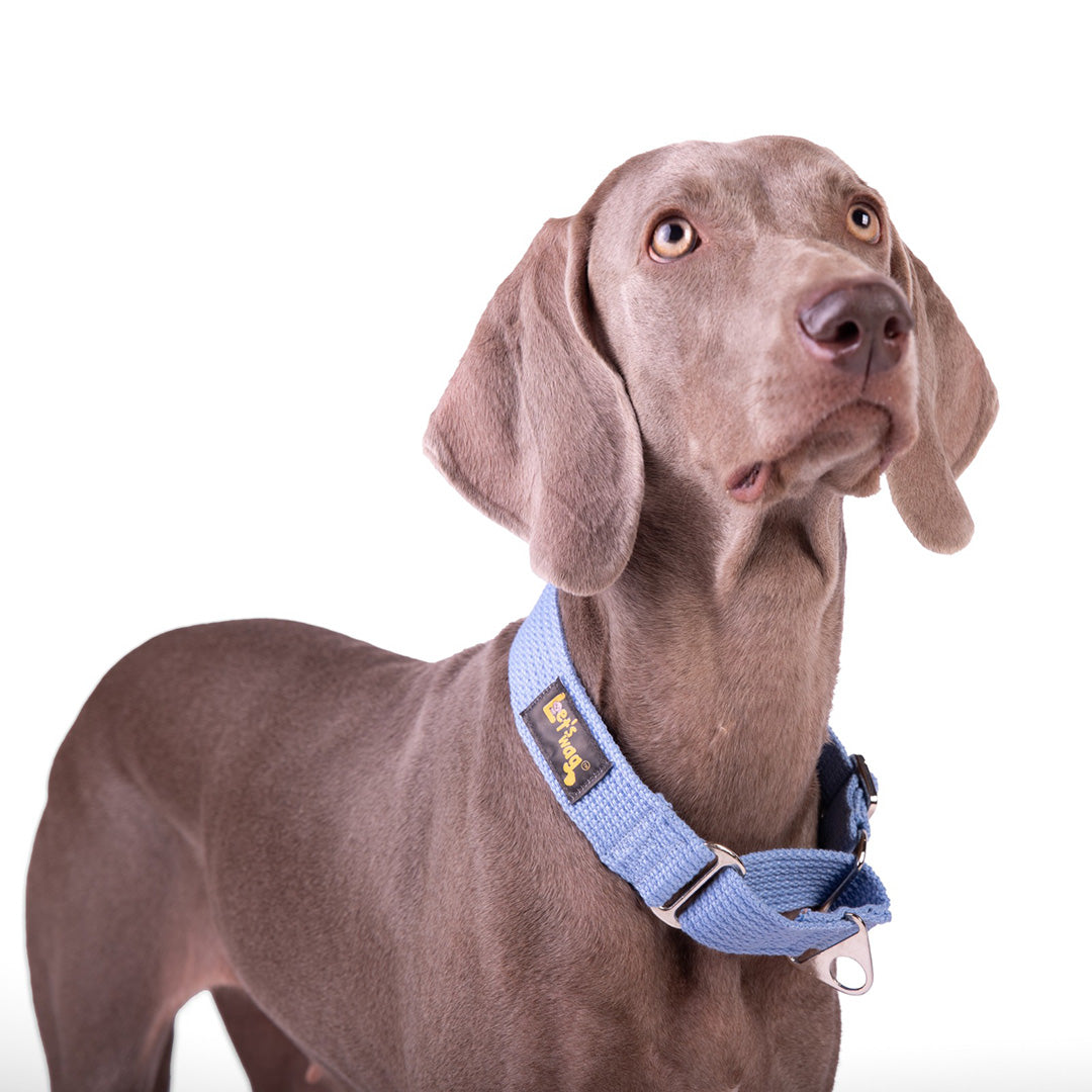 Let's Wag Martingale Fabric Dog Collar - Sky Blue