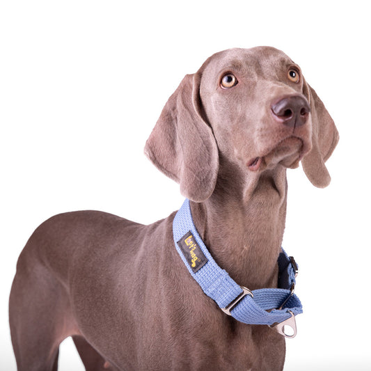 Let's Wag Martingale Fabric Dog Collar - Sky Blue