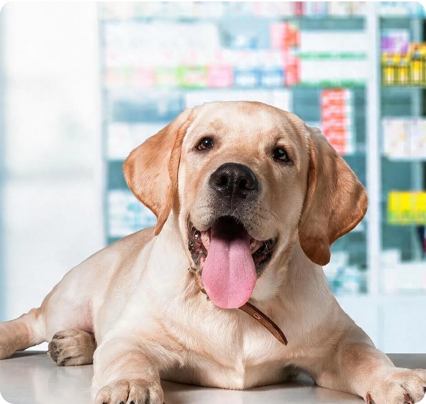 Cat behind a pharmacy counter