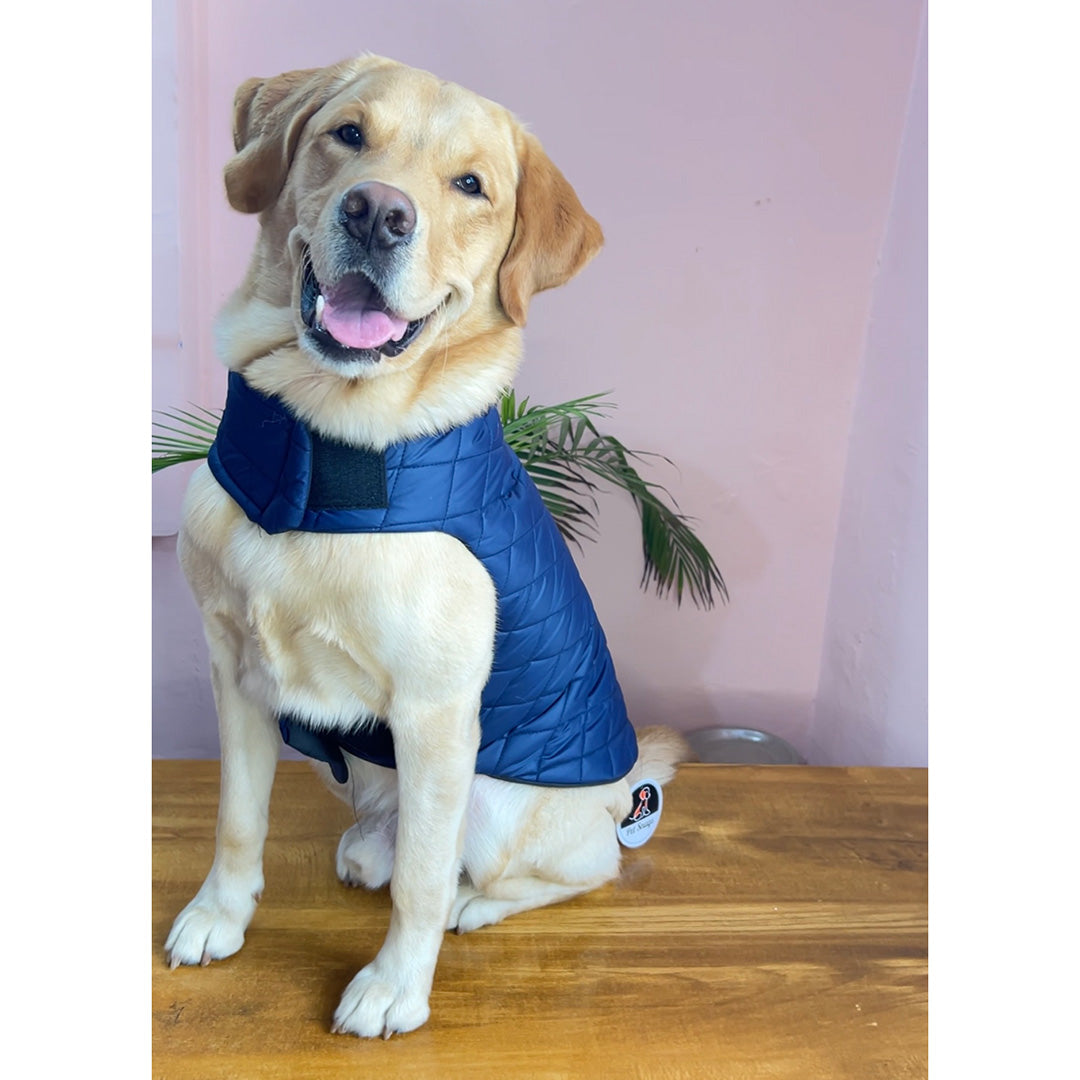 Petsnugs Navy Blue Jacket for Dogs