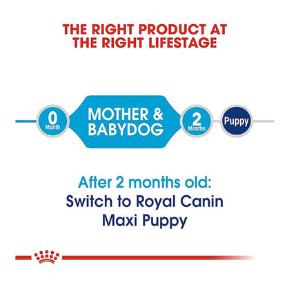 Royal Canin Maxi Starter Mother & Babydog Food, 1 Kg, Dry Food, Supports Immune System & Digestive Health, Promotes Healthy Growth