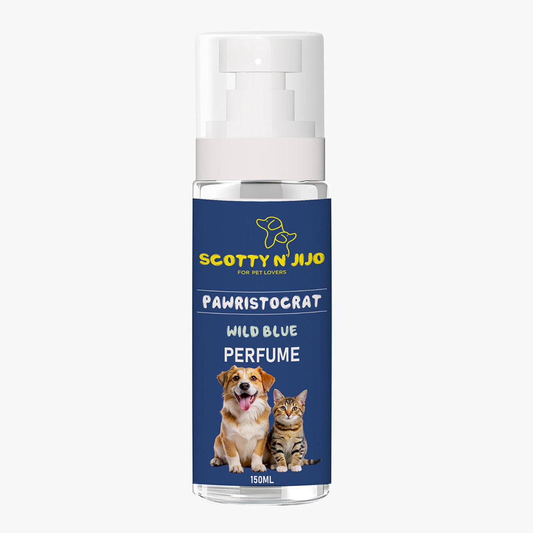 Scotty n' Jijo Pawristocrat-Wild Blue