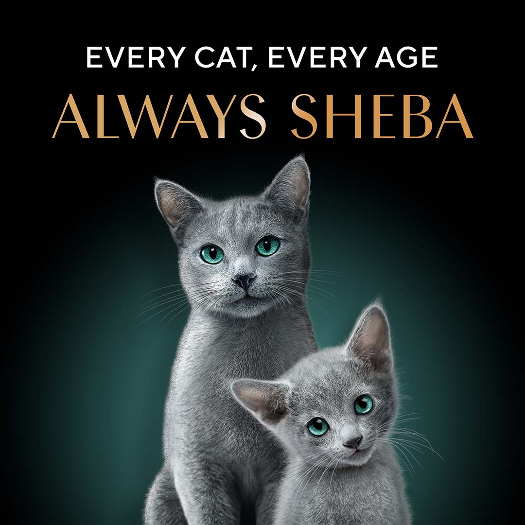 Sheba Kitten and Adult, Irresistible Dry Cat Food, Salmon Flavour, 1.5kg