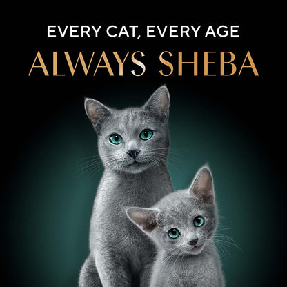 Sheba Kitten and Adult, Irresistible Dry Cat Food, Salmon Flavour, 1.5kg