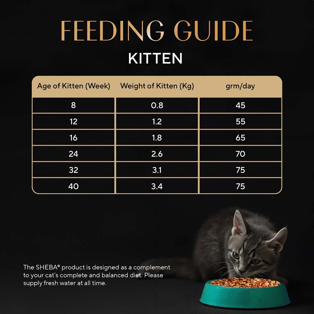 Sheba Kitten and Adult, Irresistible Dry Cat Food, Salmon Flavour, 1.5kg