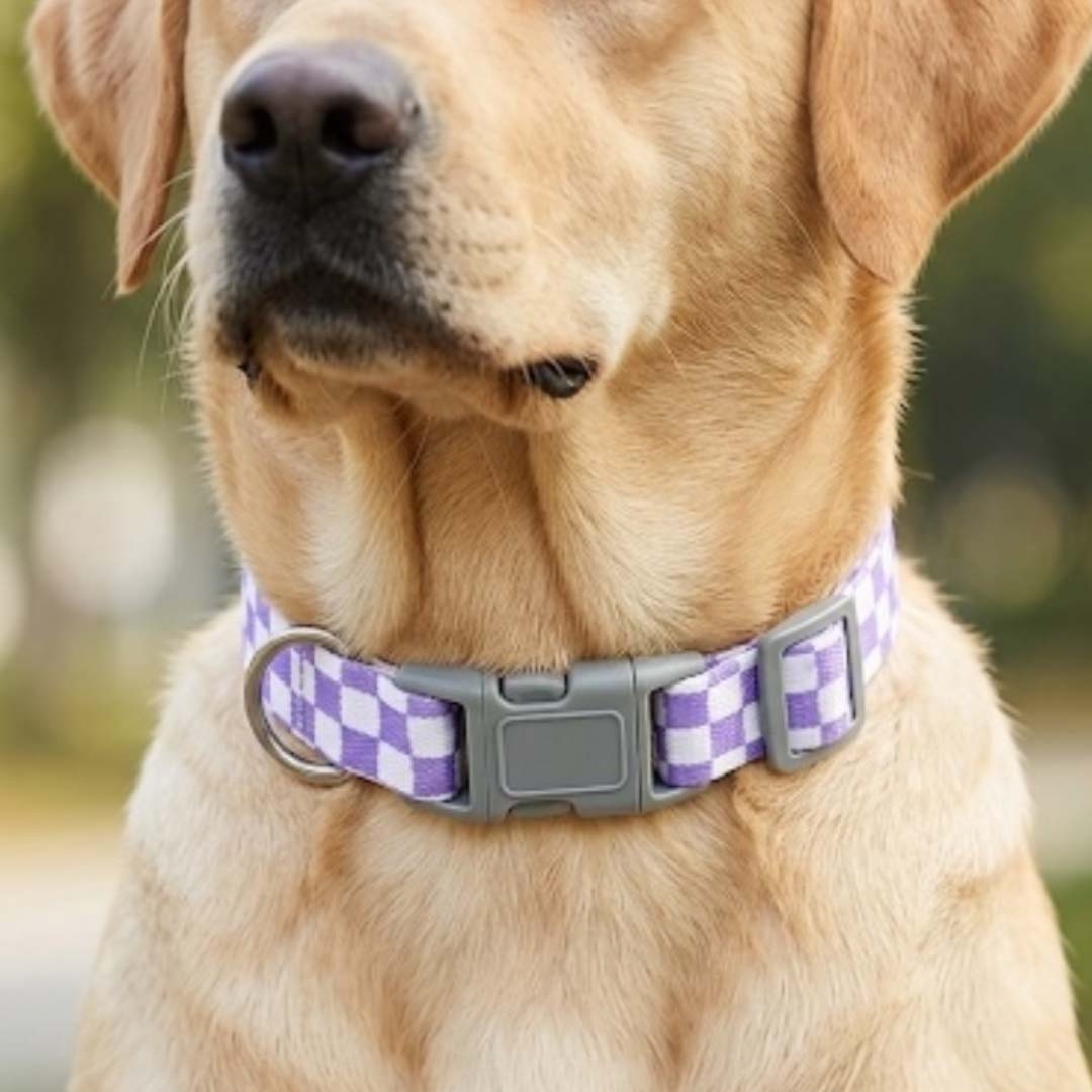 Talking Dog Club  Talking Dog Club - Checkmate Leash and Collar Combo - Purple